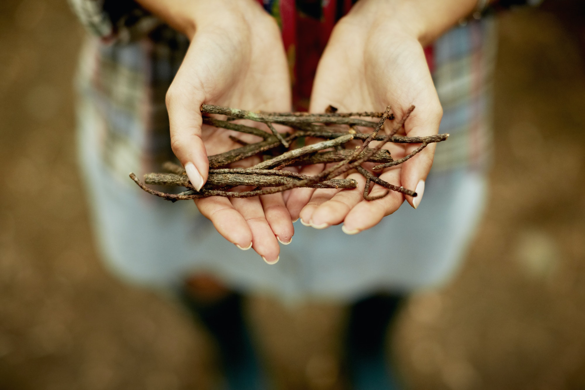 A person's hands holding a small bunch of twigs, kindling for the camp fire.